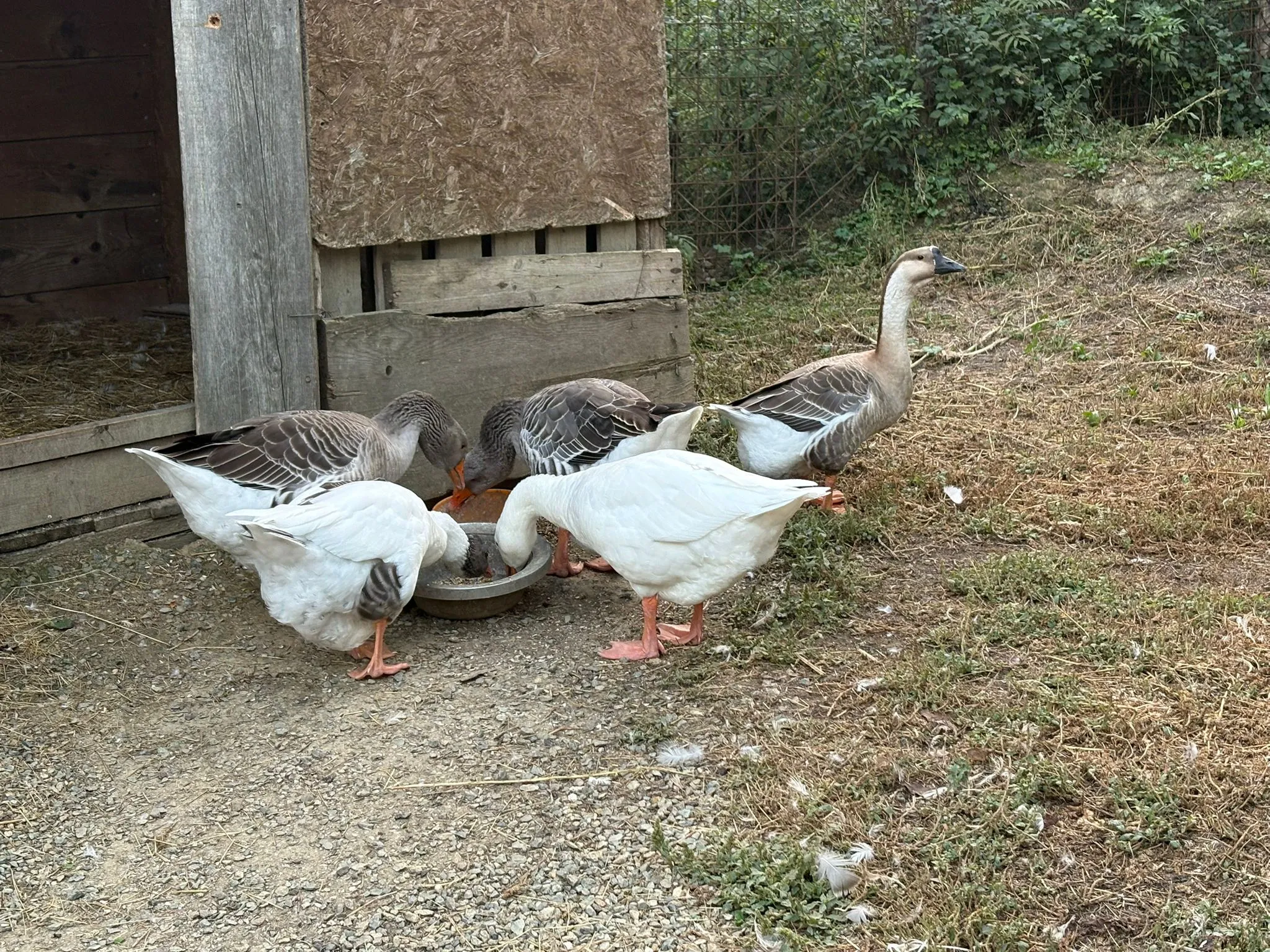Attività con i bambini